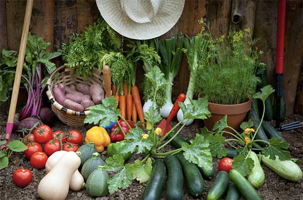 Top 10 Popular Food You Could Grow for Your Own Restaurant